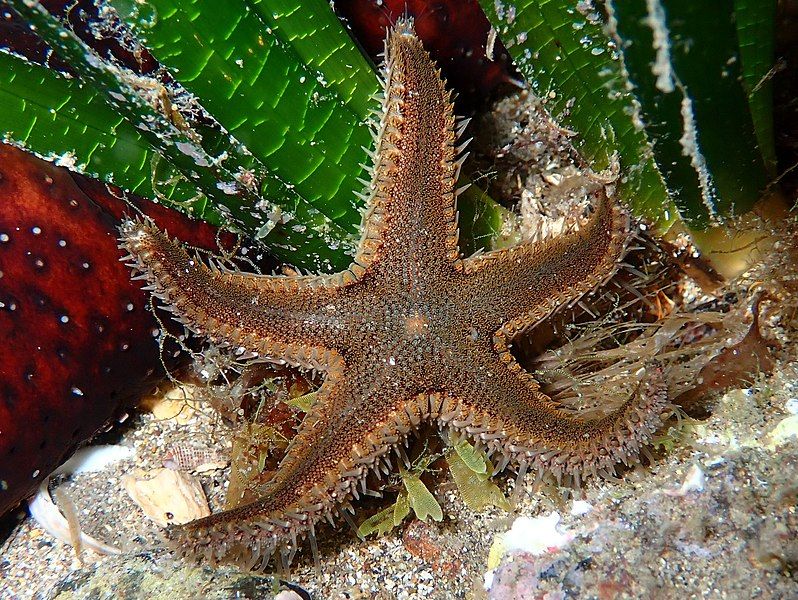 File:Astropecten spinulosus Samena.jpg