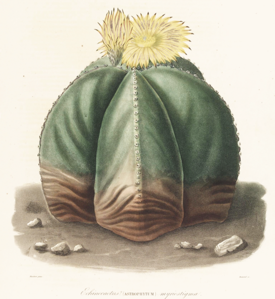 File:Astrophytum myriostigma Lem.png