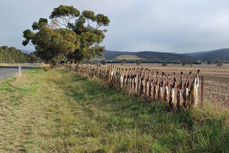 File:Balliang Dead Foxes.JPG