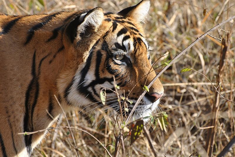 File:Bengal Tiger7.jpg