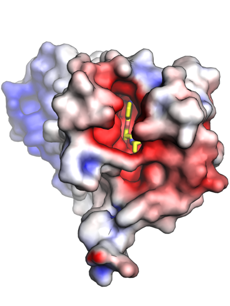 File:Beta-2-adrenergic-receptor-electrostatic-top.png