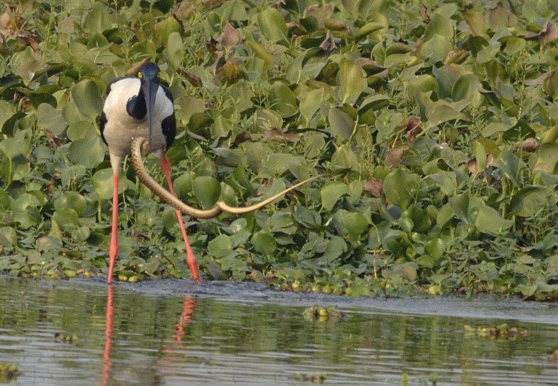 File:Blackneckedstork.jpg