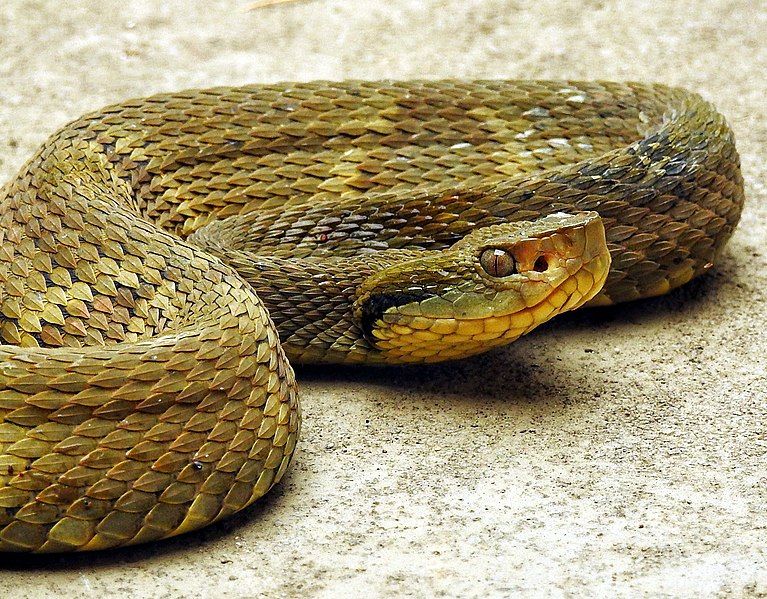 File:Bothrops jararaca.jpg