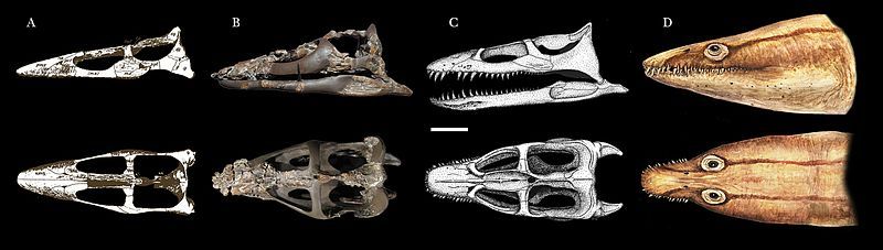 File:Brancasaurus skull.jpg