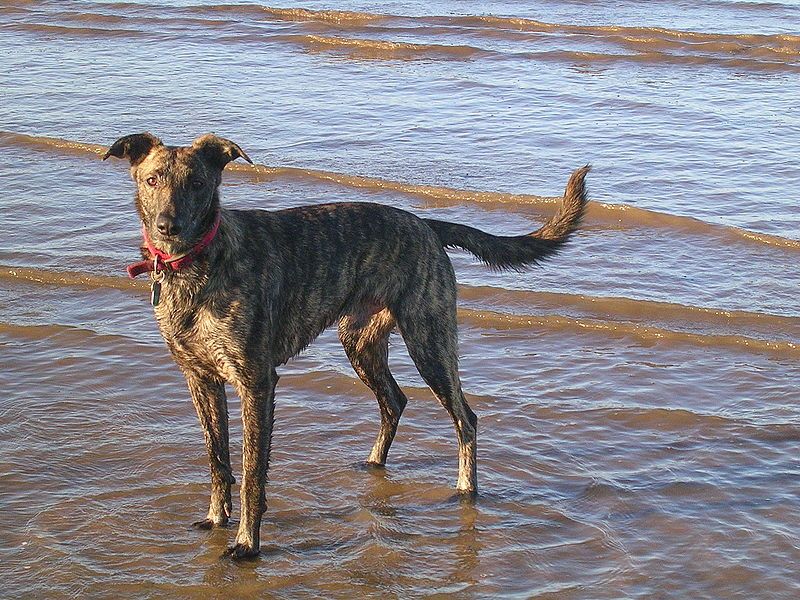 File:Brindlelurcher.jpg