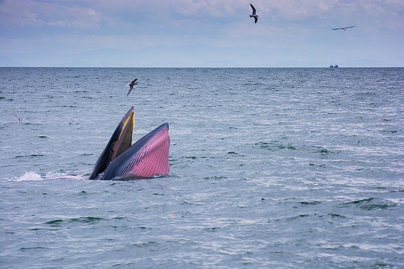 File:Bryde's whale (9547580674).jpg