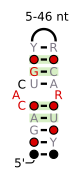 A consensus secondary structure and primary sequence for the C-loop RNA motif.