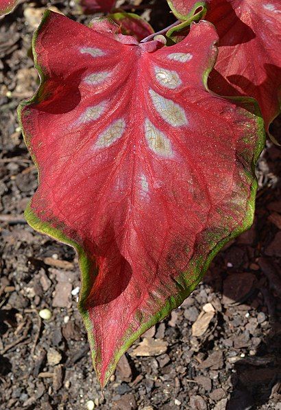 File:Caladium 'Sangria' Leaf.JPG