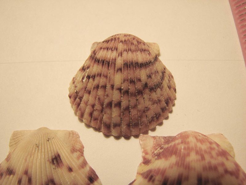 File:Calico scallop 01.jpg