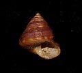 Rare purple beaded specimen of Calliostoma supragranosum found subtidally in Southern California