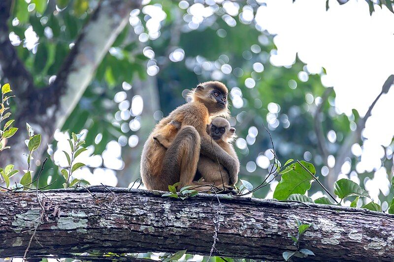 File:Capped langur.jpg