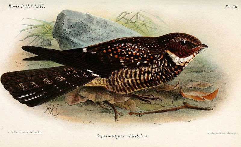 File:CaprimulgusWhitelyiKeulemans.jpg