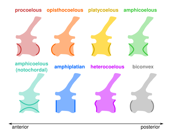 File:Centrum Morphology.svg