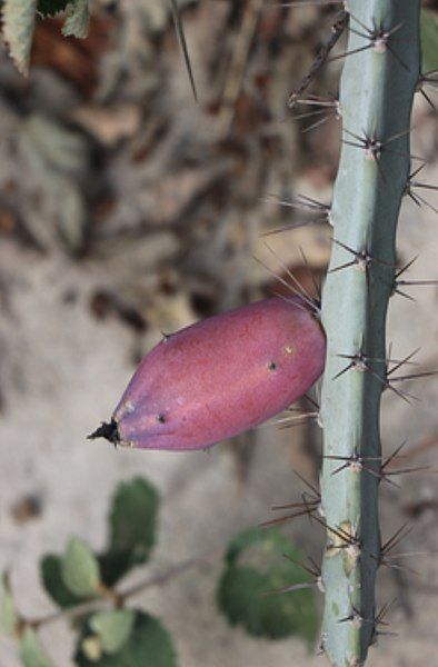 File:Cereus albicaulis.jpg