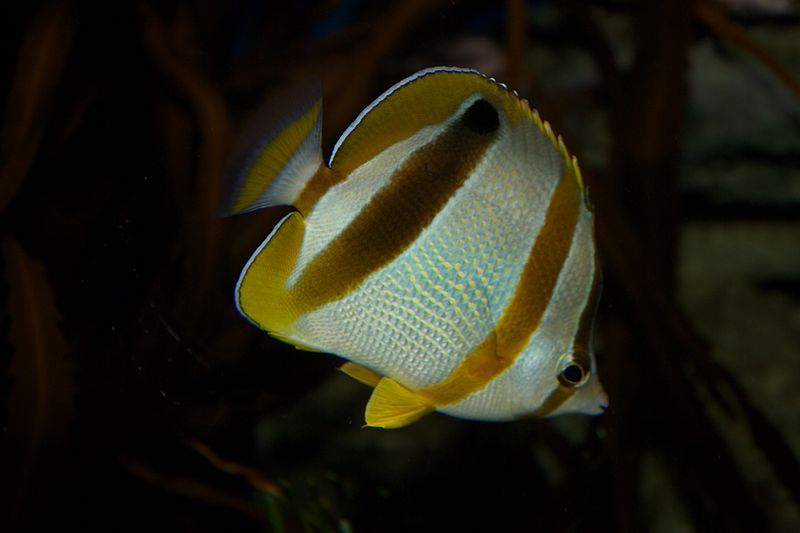 File:Chaetodon marleyi.jpg