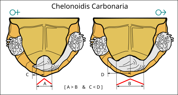 File:Chelonoidis-carbonaria-sex.svg