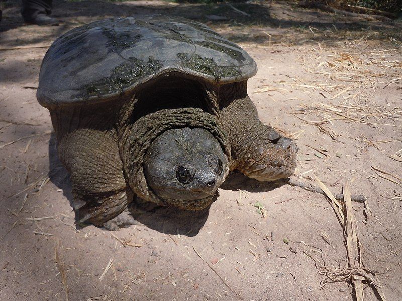 File:Chelydra rossignonii.jpg