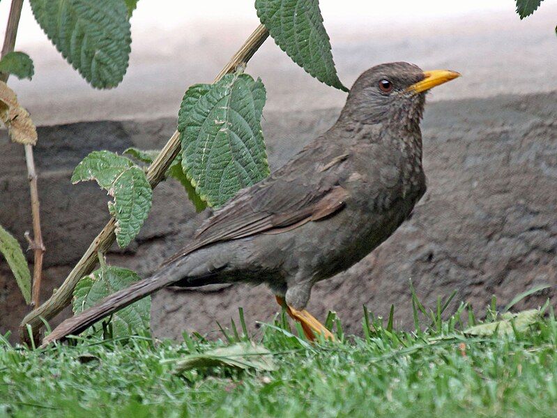 File:Chiguanco Thrush RWD5.jpg