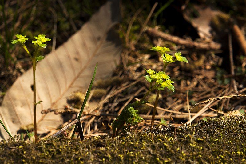 File:Chrysosplenium flagelliferum 1.jpg