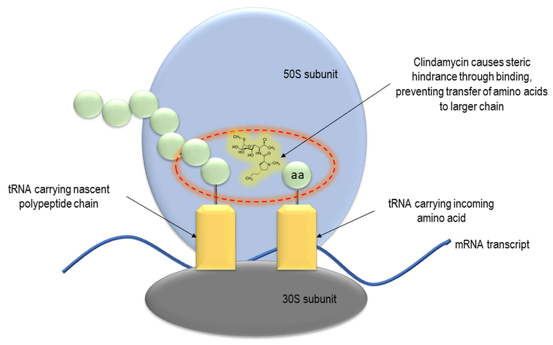 File:Clindamycin mechanism.png