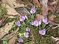 Crocus vernus