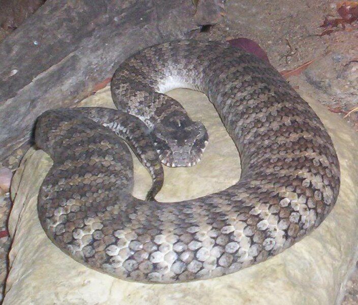 File:Death-Adder.jpg