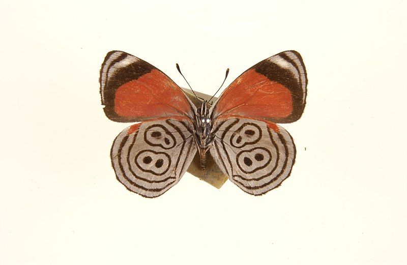 File:Diaethriameridionalis.jpg