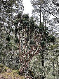 Dracophyllum traversii