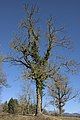 Bare tree & Ivy