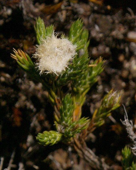 File:Eriotrix lycopodioides flower.jpg