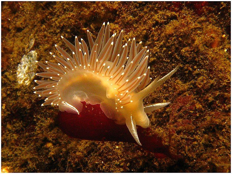 File:Flabellina trophina.jpg