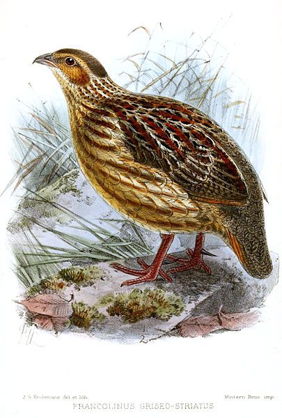 File:FrancolinusGriseostriatusKeulemans.jpg