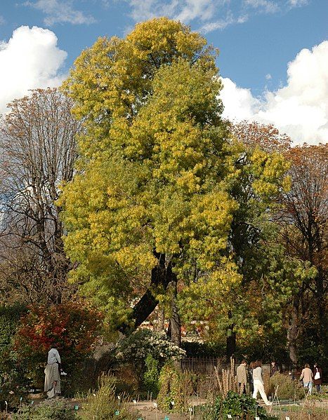 File:Fraxinus angustifolia A.JPG