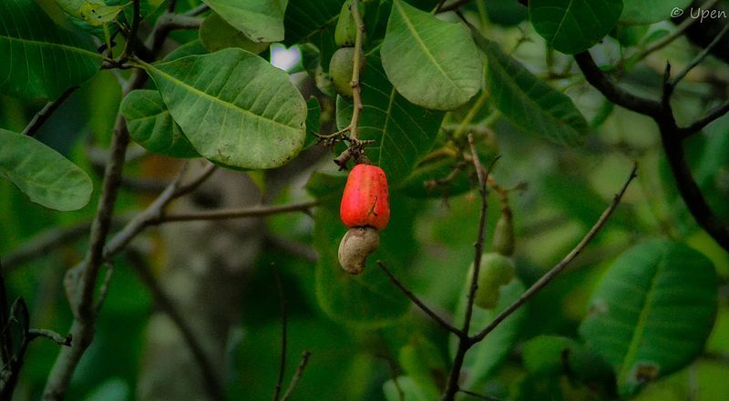 File:Fresh cashew.jpg