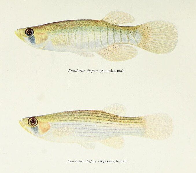 File:Fundulus dispar (46858198272).jpg