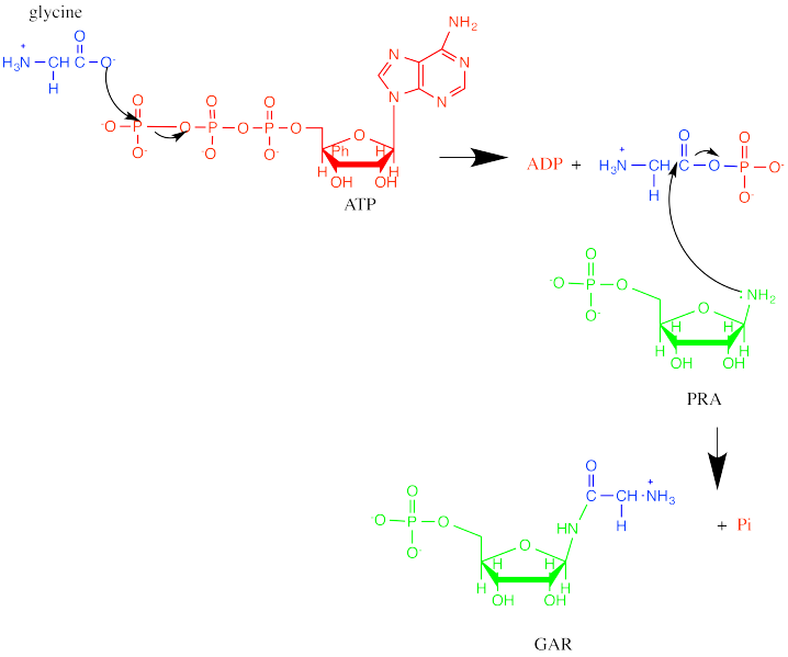 File:GAR synthetase mechanism.png