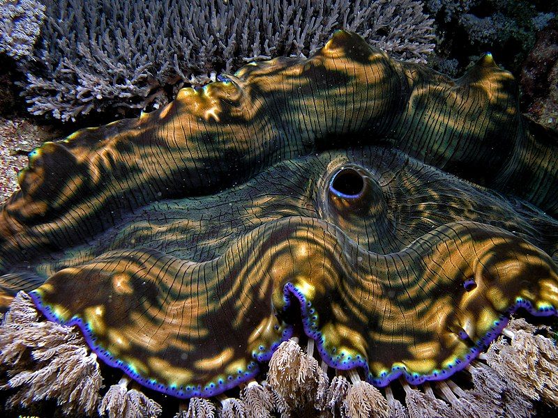 File:Giant clam komodo.jpg