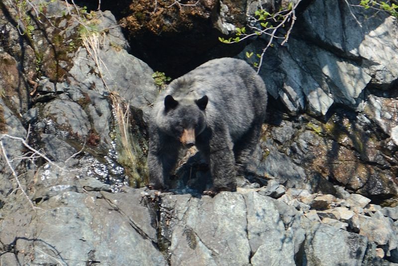 File:Glacier-Bear.jpg