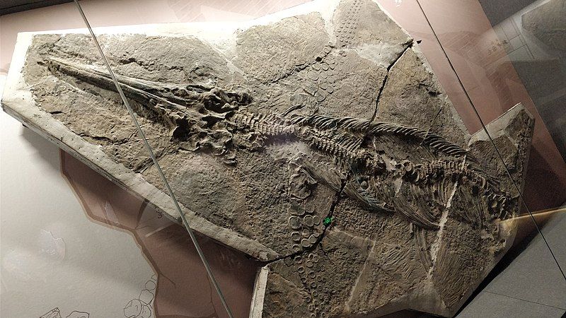 File:Guizhouichthyosaurus tangae.jpg