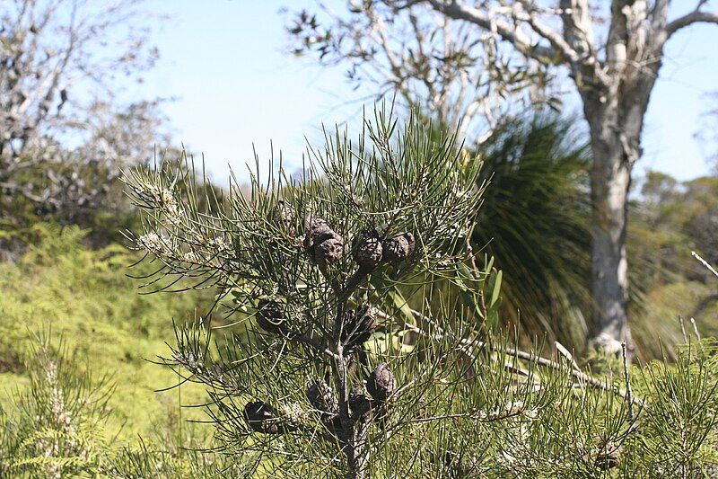 File:Hakea actites.jpg