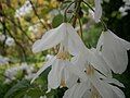 Halesia carolina