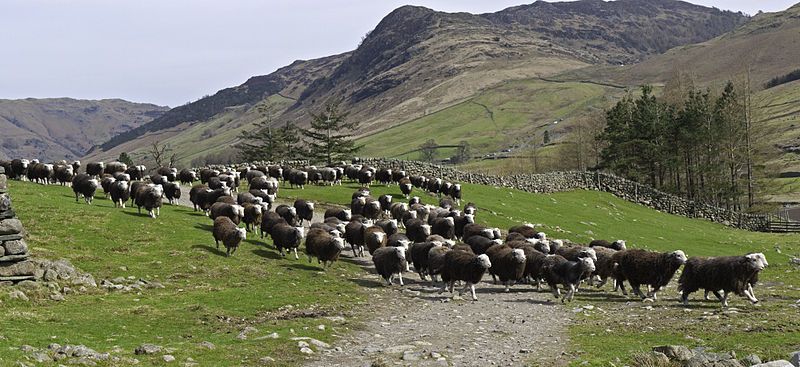 File:Herdwick Stampede.jpg