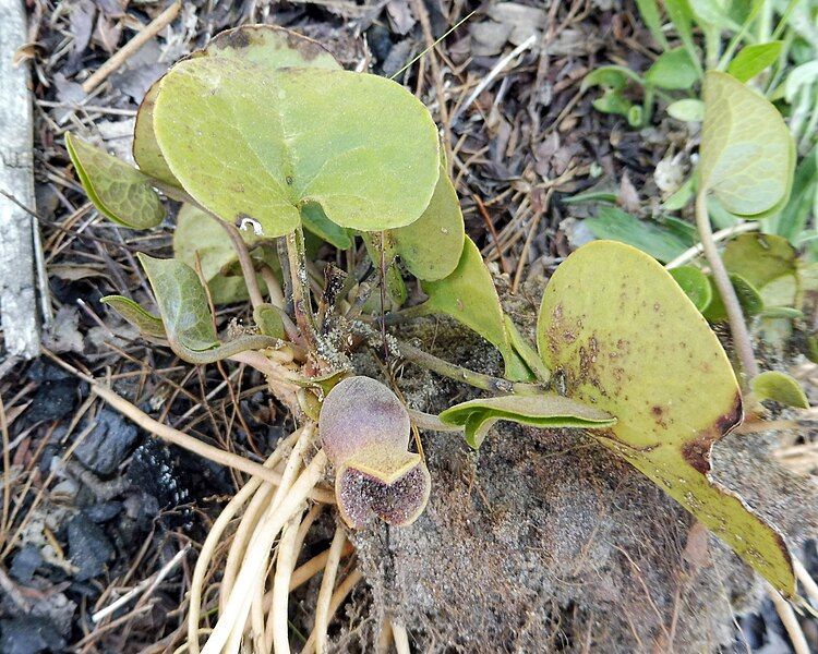 File:Hexastylis contracta.jpg