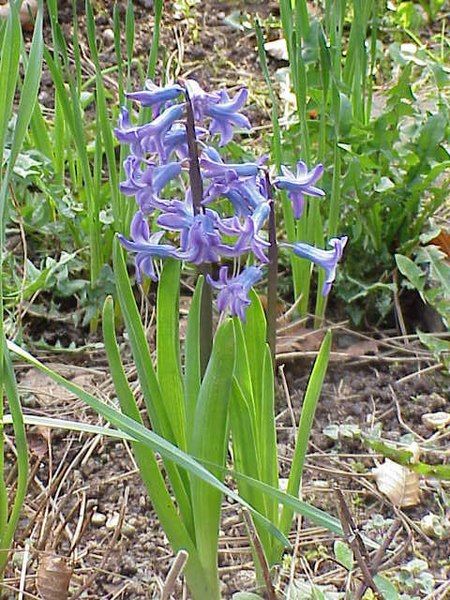 File:Hyacinthus orientalis0.jpg