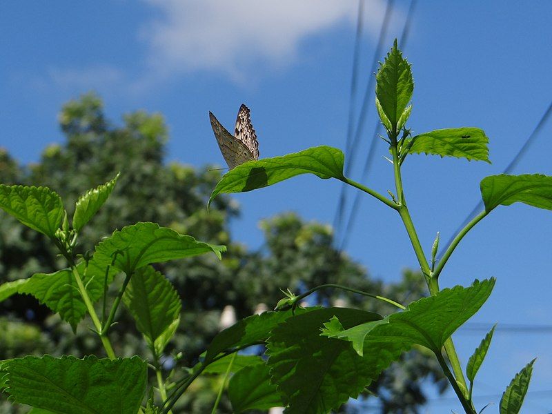 File:Indian Butterfly.jpg