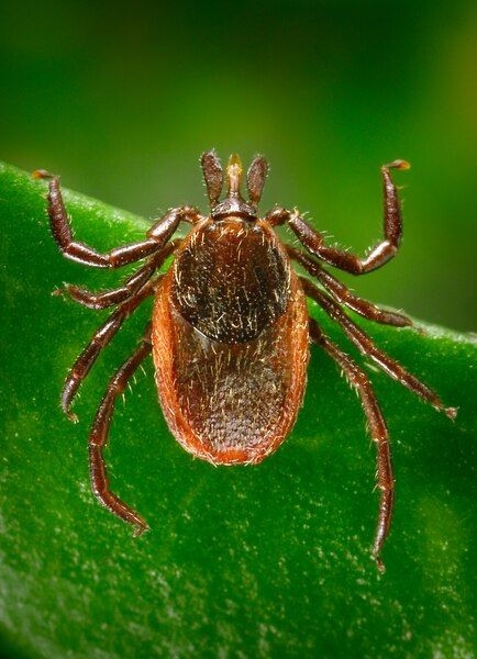 File:Ixodes pacificus.tif