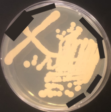 Kluyveromyces lactis yeast culture growing on a yeast powder-dextrose culture plate; plate-specific details redacted in black