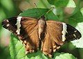 Dorsal view (female)