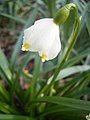 Flower of L. vernum var. carpathicum