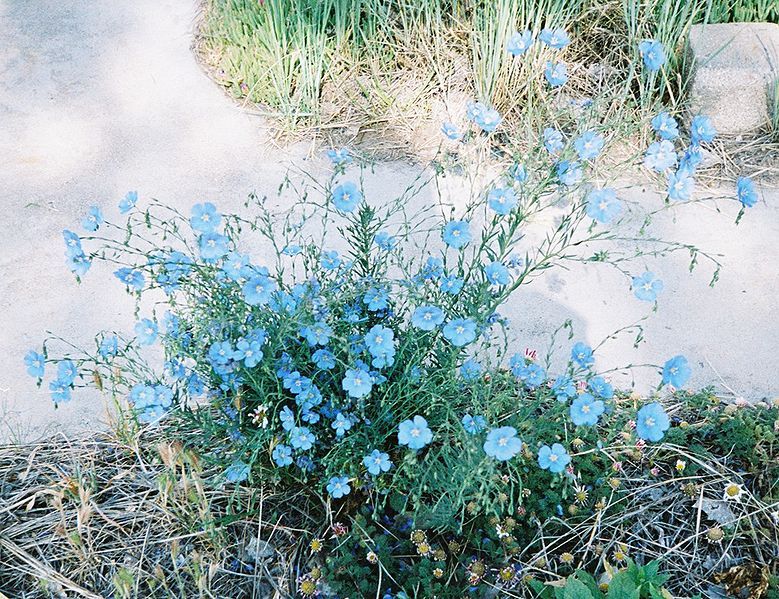 File:Linum lewisii.jpg